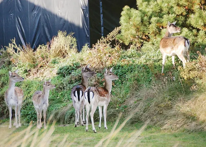 With A Fireplace 02 Dom wakacyjny *